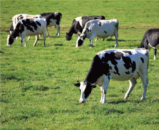 広大な牧場ですくすく育つ牛たち