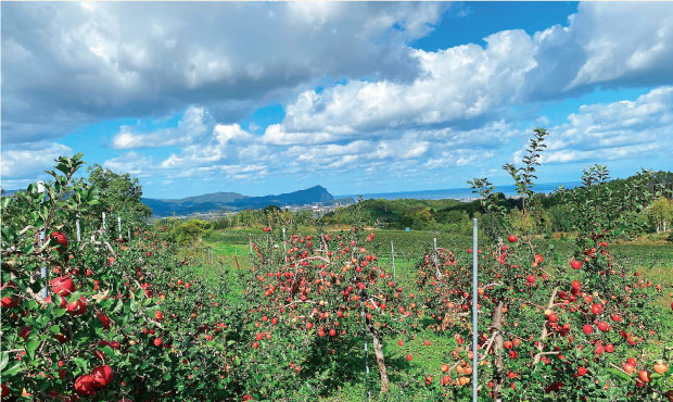 北海道アグリドリームの広大なりんご農園