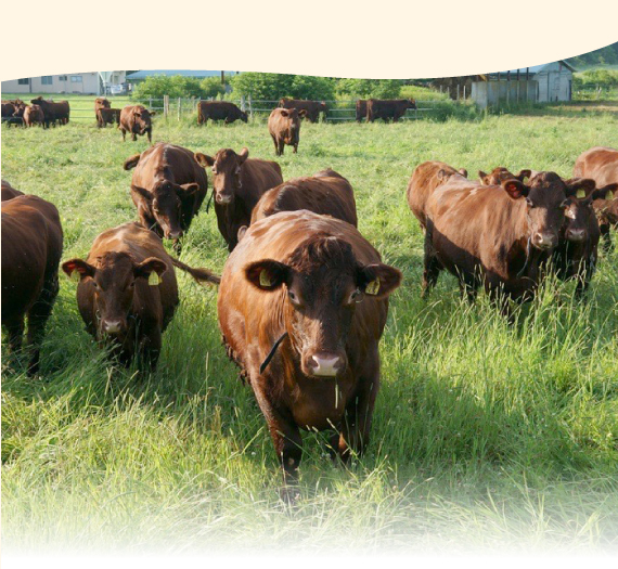 広大な牧場で育つ短角牛（たんかくぎゅう）