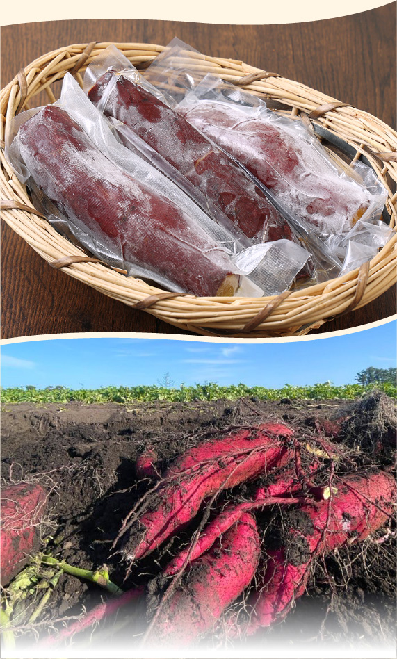 北海道産 焼き芋 オホーツクシルク