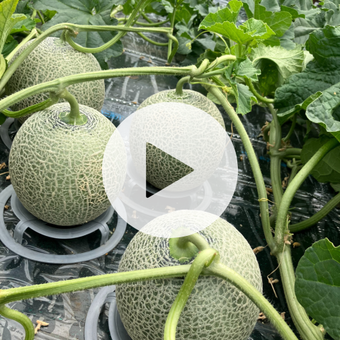 栗山産 日原メロンとかぼちゃのセット 各1玉 ｜空知 ｜果物｜食べレア