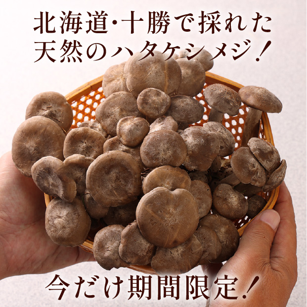 天然ハタケシメジ