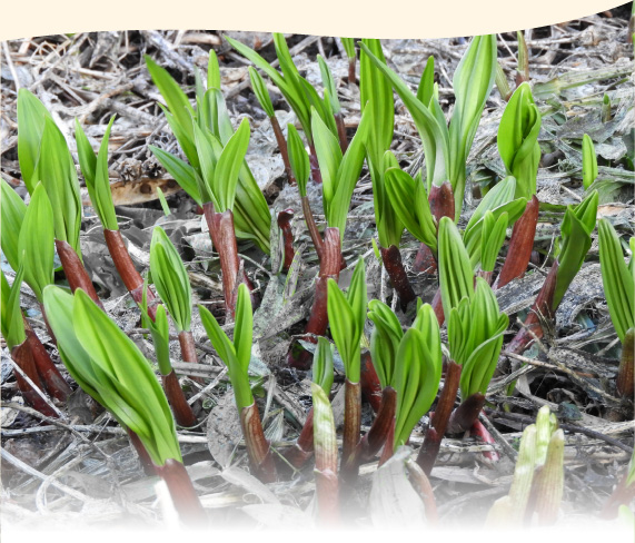 行者にんにく醤油漬け