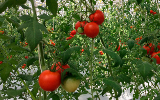 徹底管理されたハウス内でおいしく育つJファームの高騰度トマト