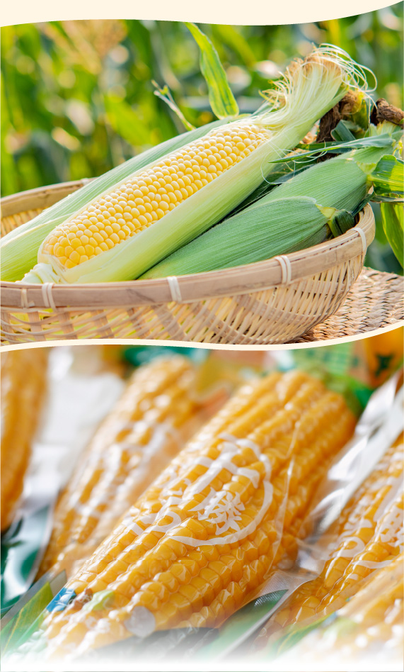 レトルトコーン（ゴールドラッシュ）5本入り