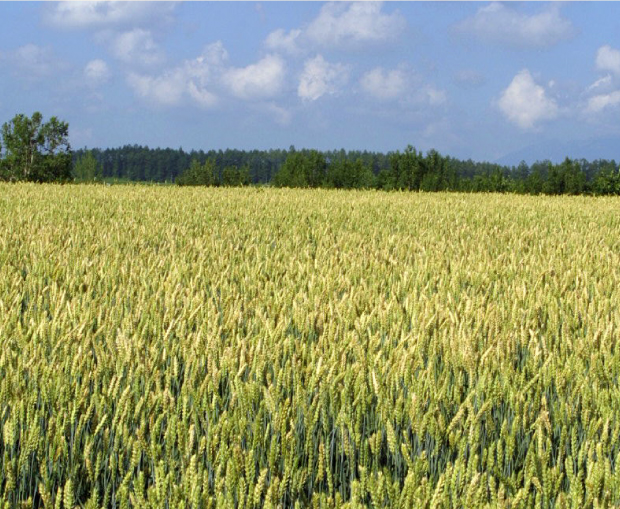 士別市多寄地域の雄大な青空と小麦畑