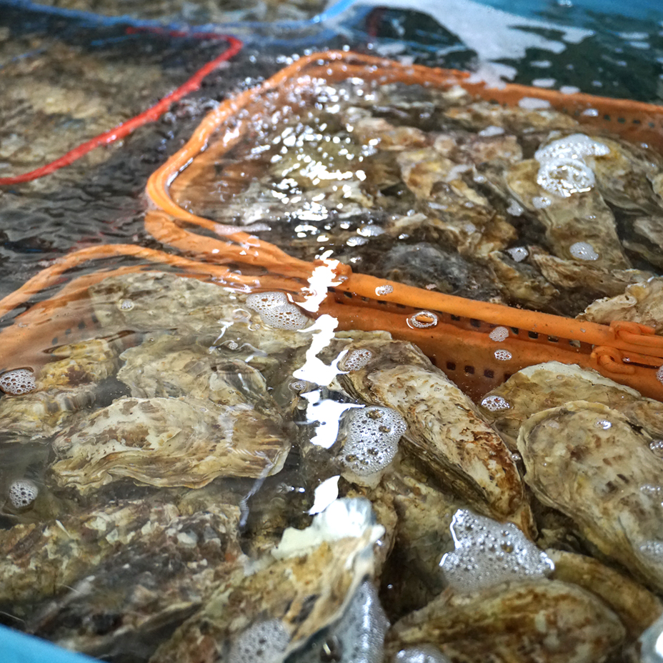 濃厚クリーミー 仙鳳趾の生牡蠣 M 10個入 詰合せ 食べレア北海道 北海道の食材の レア な魅力を全国に発信する通販サイト 濃厚クリーミー 仙鳳趾の生牡蠣 M 10個入 詰合せ 食べレア北海道 北海道の食材の レア な魅力を全国に発信する通販サイト