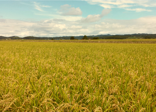 きなうすファーム　栗山産　特別栽培　無洗米ふっくりんこ　5㎏