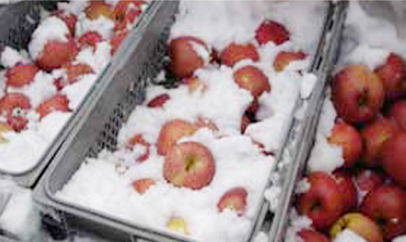 雪の中で保存されているリンゴ