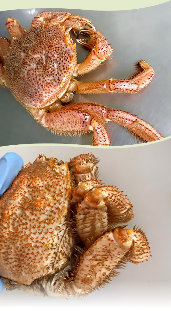 訳あり活毛ガニ
