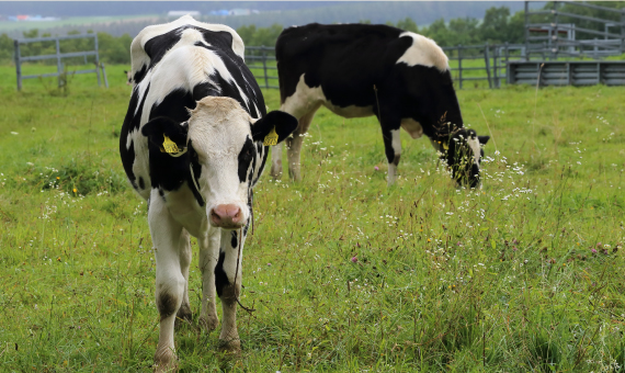 広大な北海道の牧場で育つ牛たち