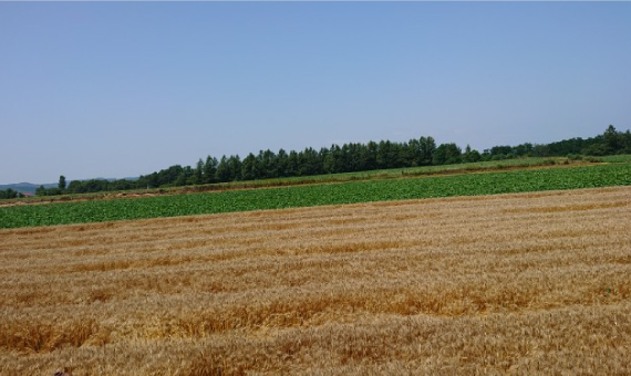 雄大な美幌町の小麦畑の景色