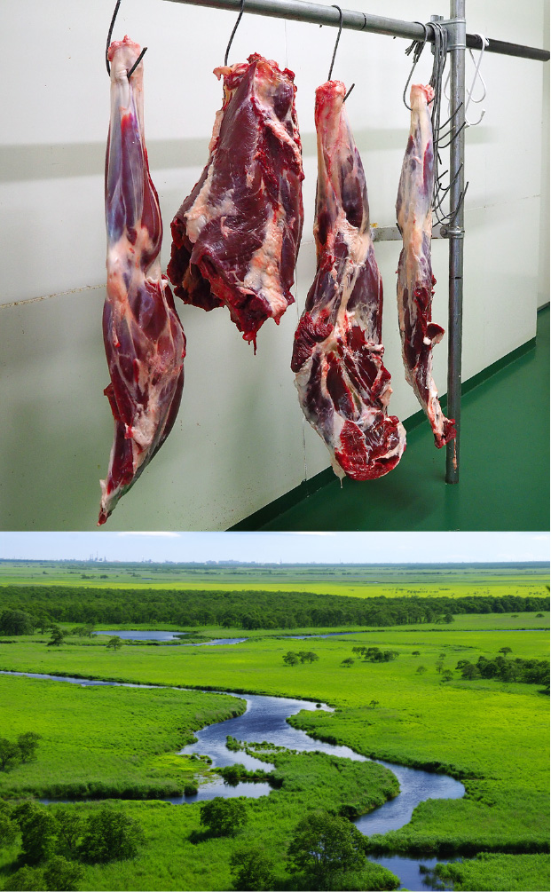 エゾ鹿肉肩ロースブロック