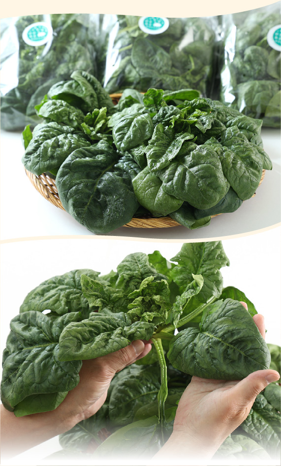 ゆきあまほうれん草とゆきあまケール