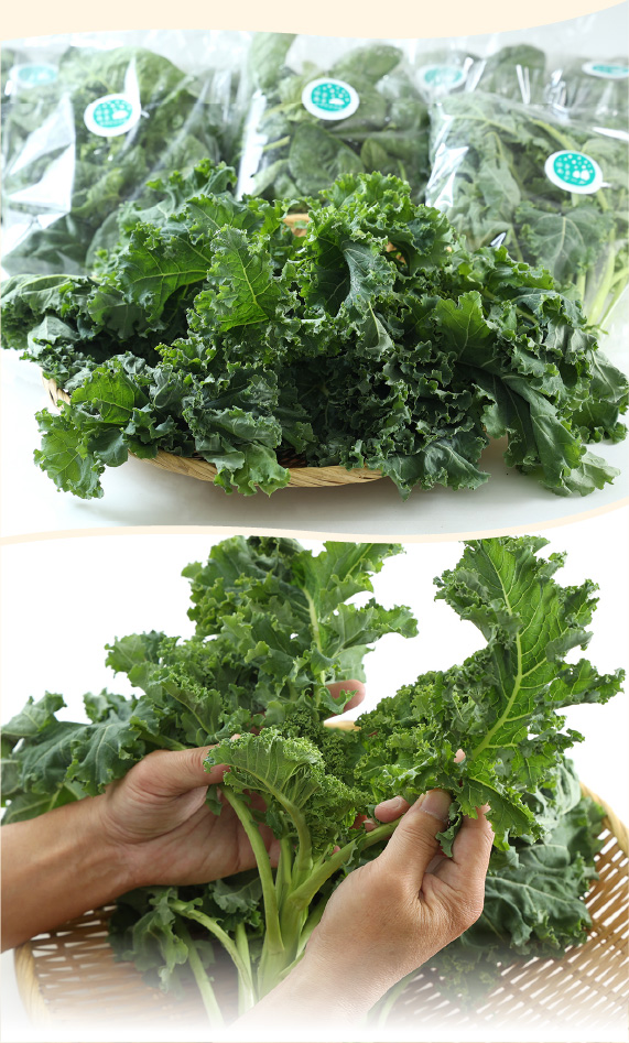 ゆきあまほうれん草とゆきあまケール