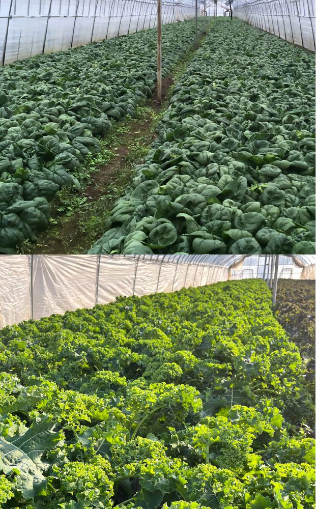 ゆきあまほうれん草とゆきあまケール