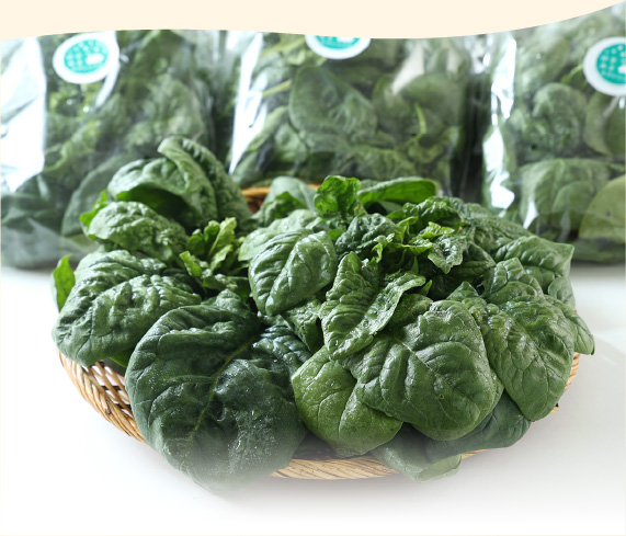 ゆきあまほうれん草