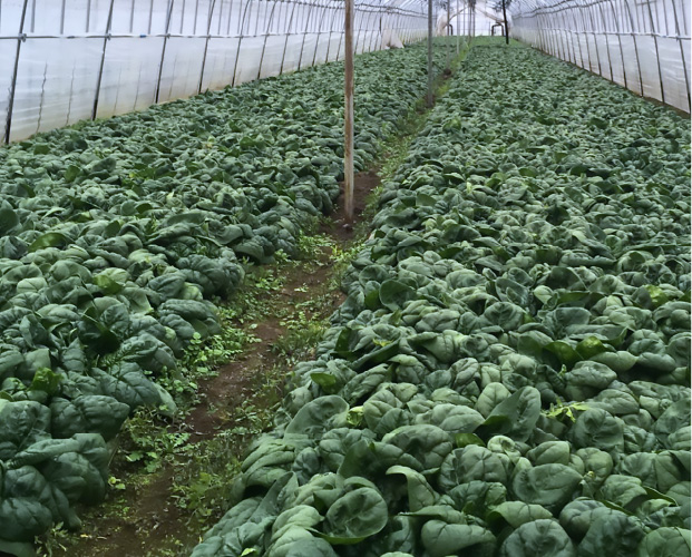 ゆきあまほうれん草