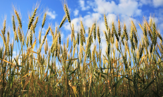 北海道の大自然で育つ小麦