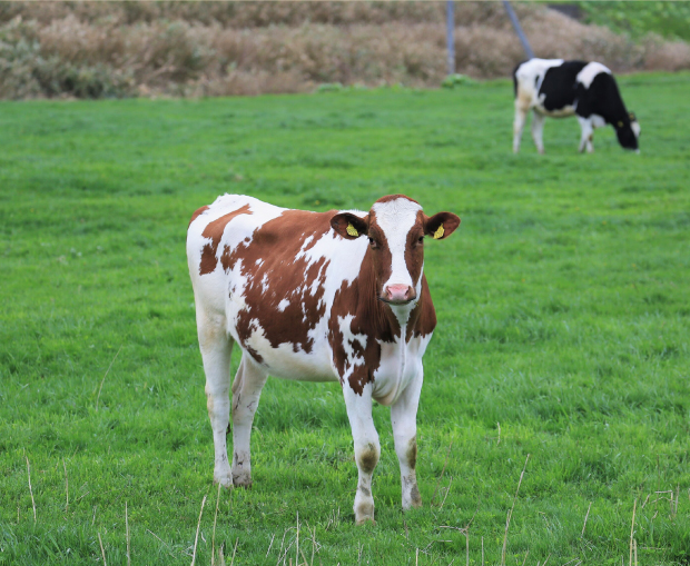 北海道の雄大な牧場で育つ十勝和牛