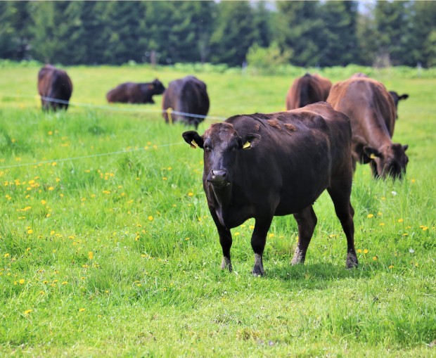 北海道の雄大な牧場で育つ十勝和牛