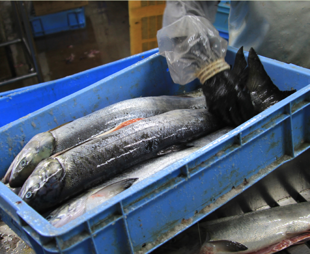 小樽海洋水産の工場内の急速冷凍設備