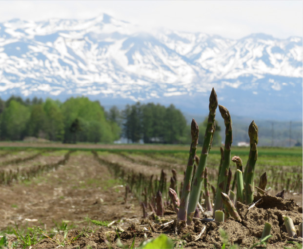 十勝産グリーンアスパラ「龍の髭」