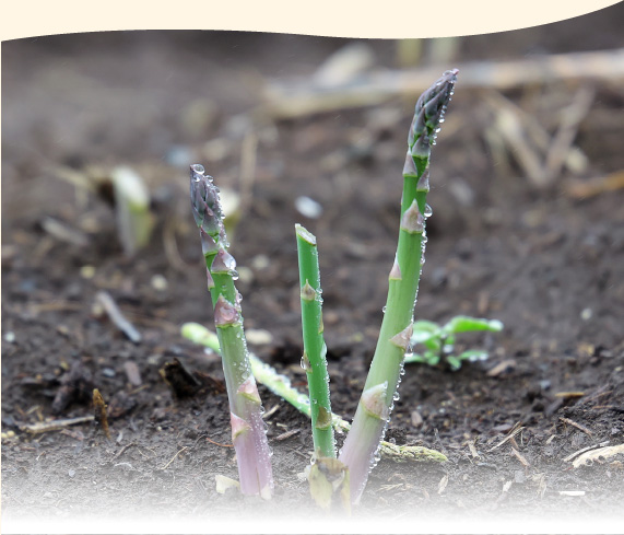 十勝産グリーンアスパラ「龍の髭」