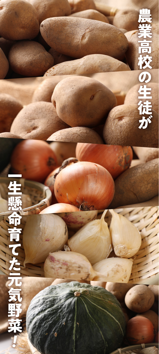 秋の収穫野菜セット