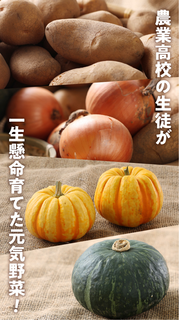 秋の収穫野菜セット