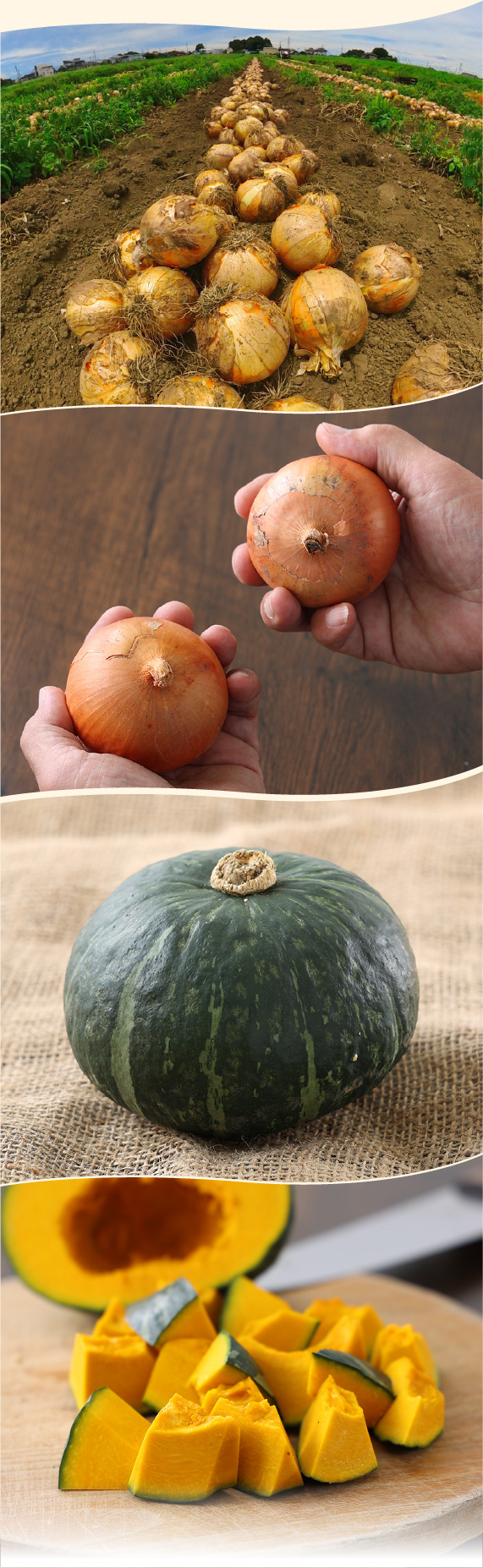 秋の収穫野菜セット