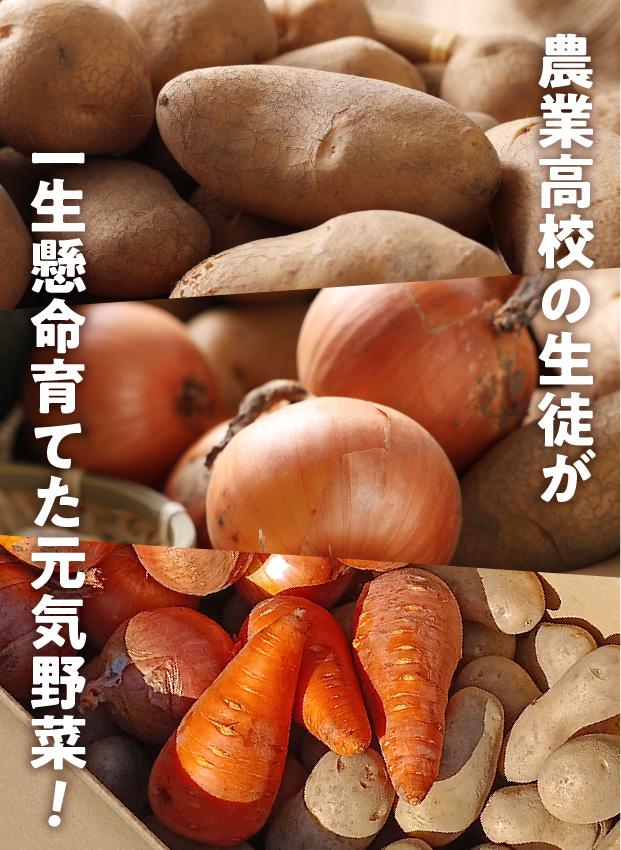 秋の収穫野菜セット