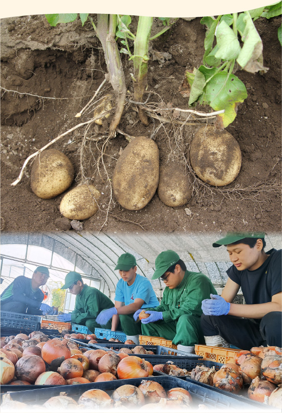 秋の収穫野菜セット
