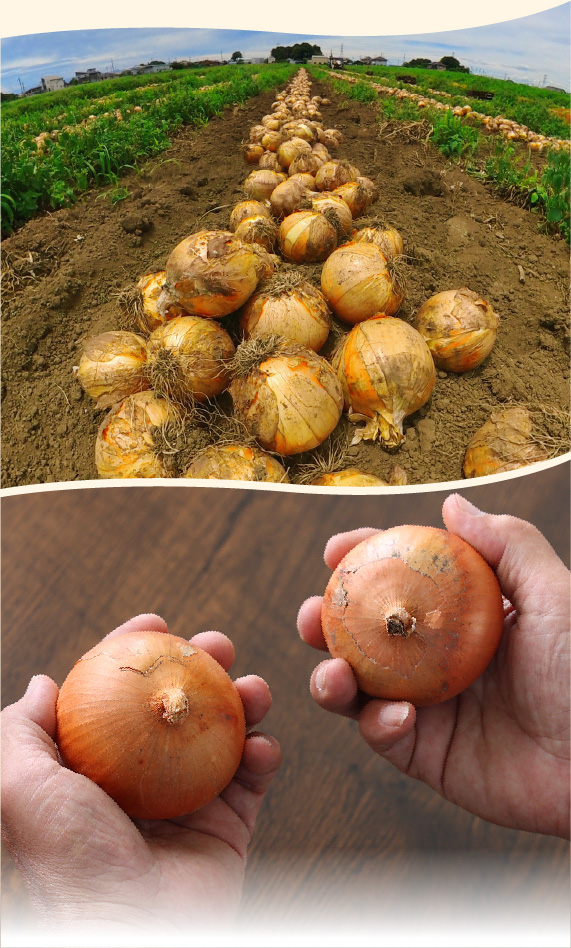 秋の収穫野菜セット