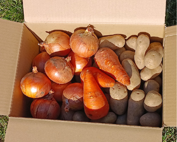 秋の収穫野菜セット