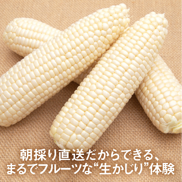 ロイシーコーン