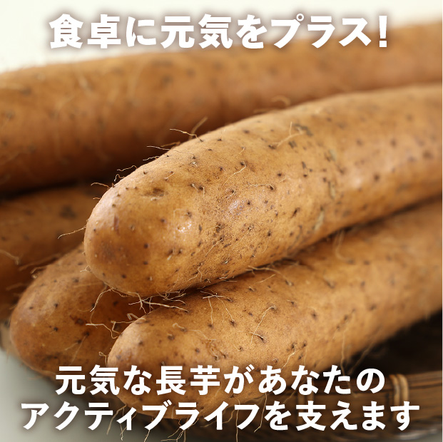 網走産 長いも