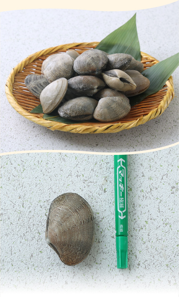 根室湾中産あさり