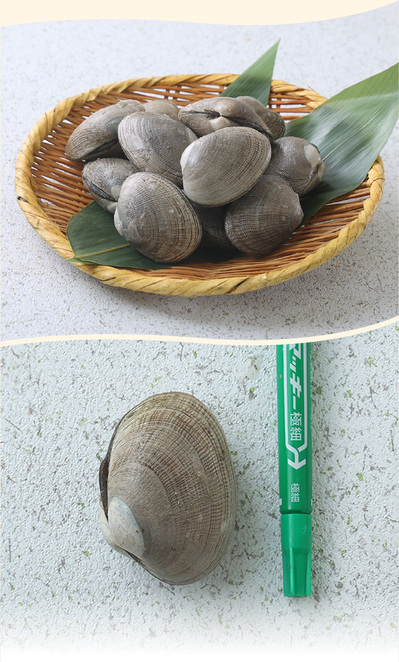 根室湾中産あさり