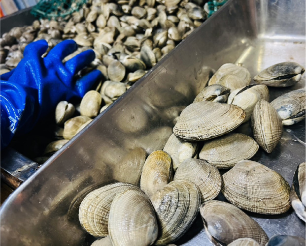 根室湾中産あさり