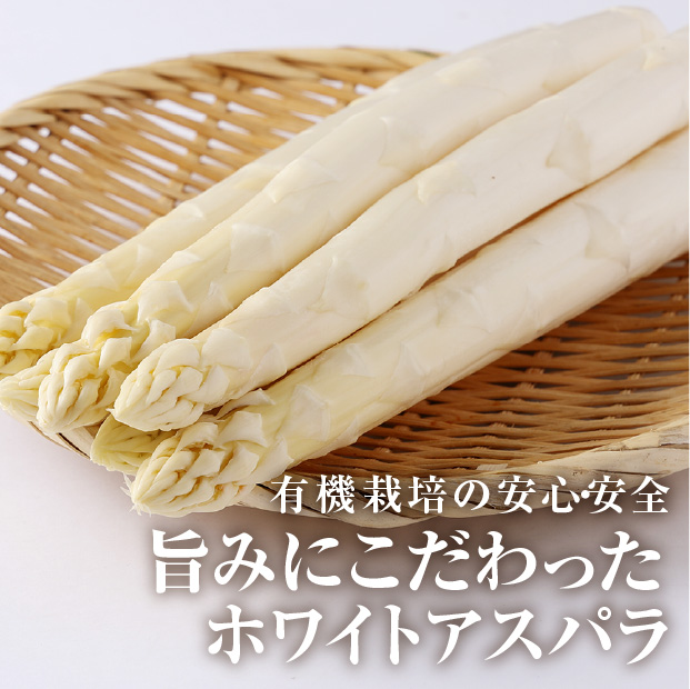 収穫したての新鮮なホワイトアスパラ