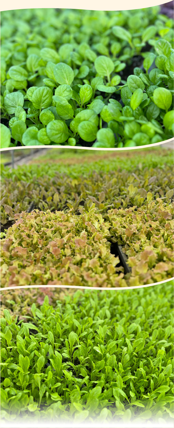 手摘みプレミアムベビーリーフ