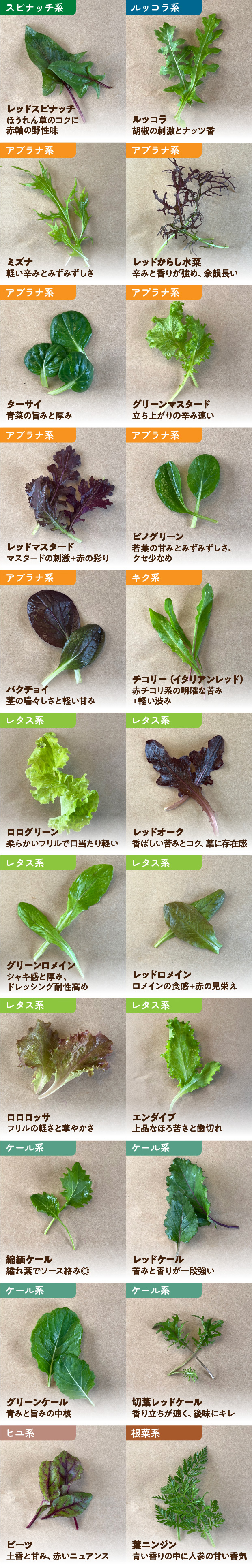 手摘みプレミアムベビーリーフ