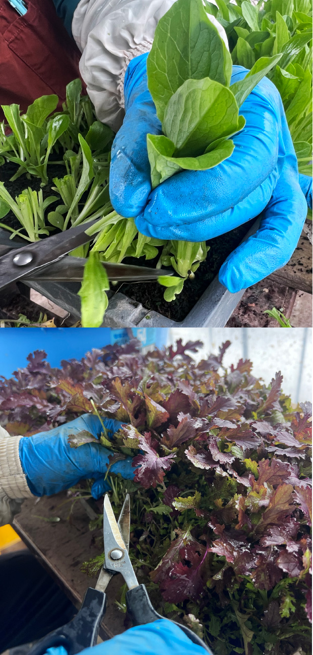 手摘みプレミアムベビーリーフ