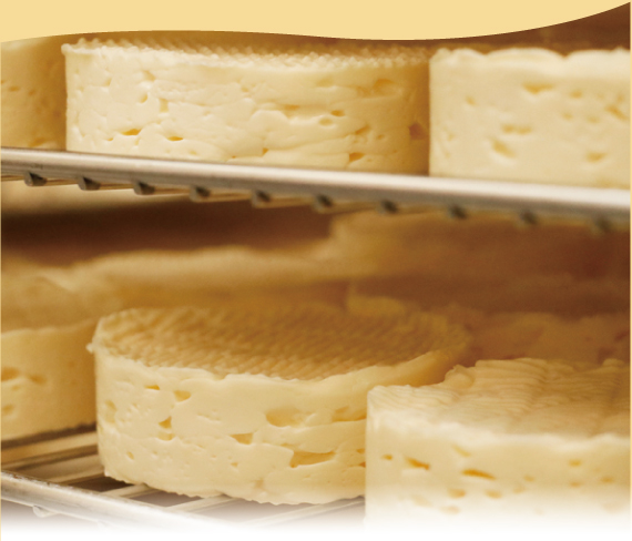 並んだ250gサイズのカマンベールチーズ