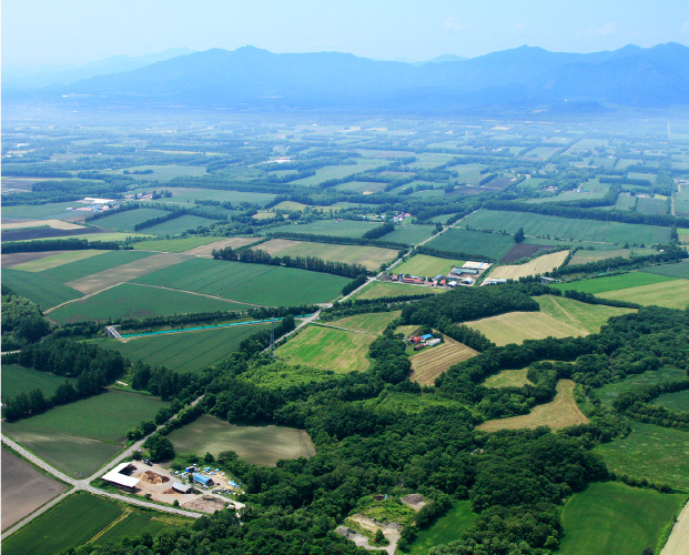 北の山わさび根茎