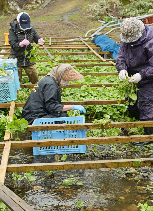 北の山わさび根茎