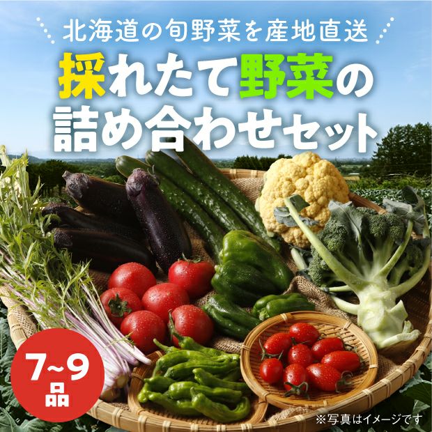 きのっ子ファーマーズ 採れたて野菜の詰め合わせセット｜北海道 新鮮野菜セット｜食べレア【公式通販】