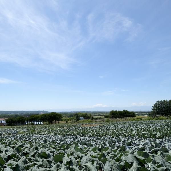 きのっ子ファーマーズ 採れたて野菜の詰め合わせセット