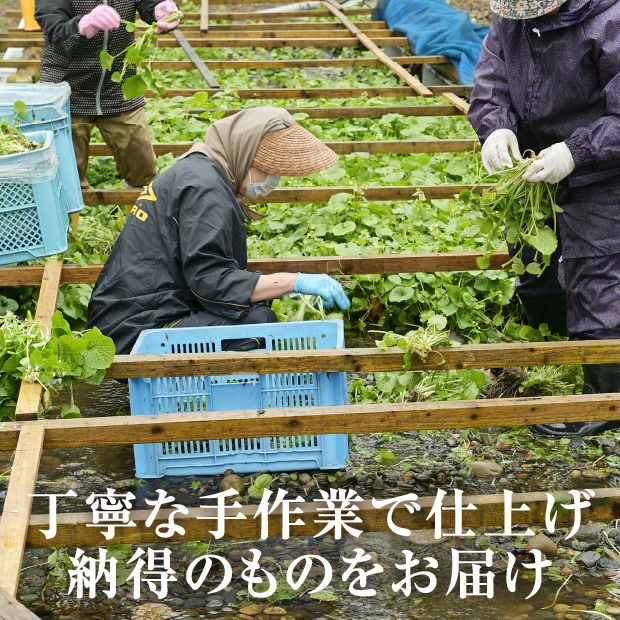 北の山わさび 根茎Mサイズ 5個セット